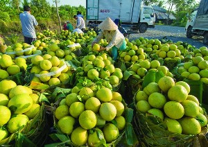 Thương mại điện tử “mắt xích” tiêu thụ nông sản mùa dịch